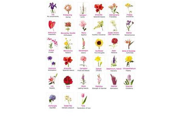 flower meanings