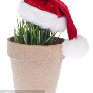 send plant as a gift