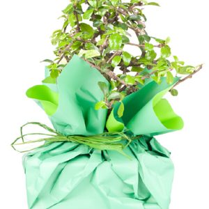 send bonsai gift