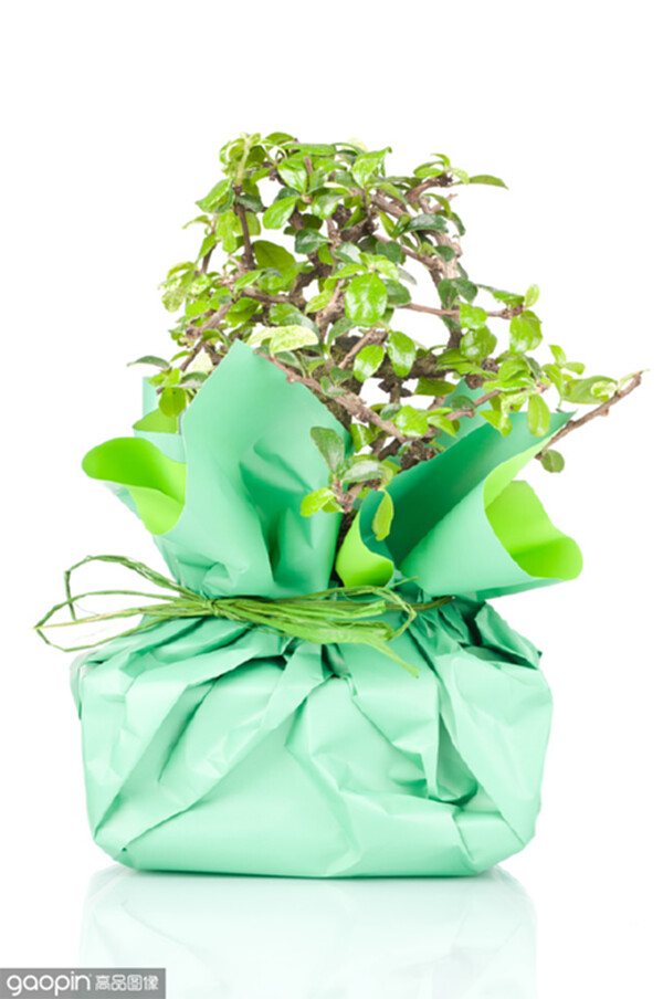 send bonsai gift